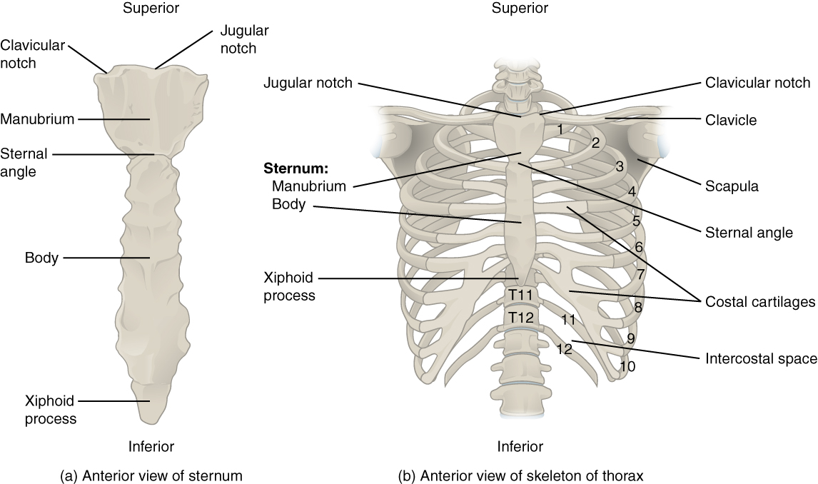 Thoracic Cage