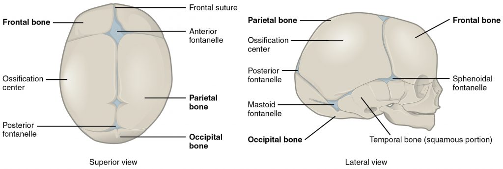 Thoracic Cage