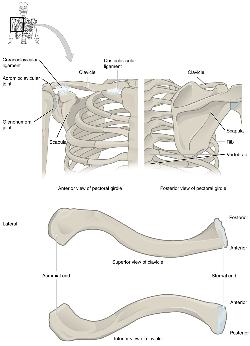Pectoral Girdle