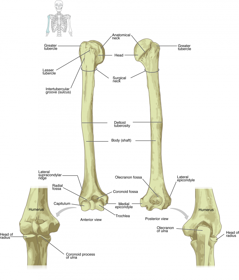 Humerus and Elbow Joint