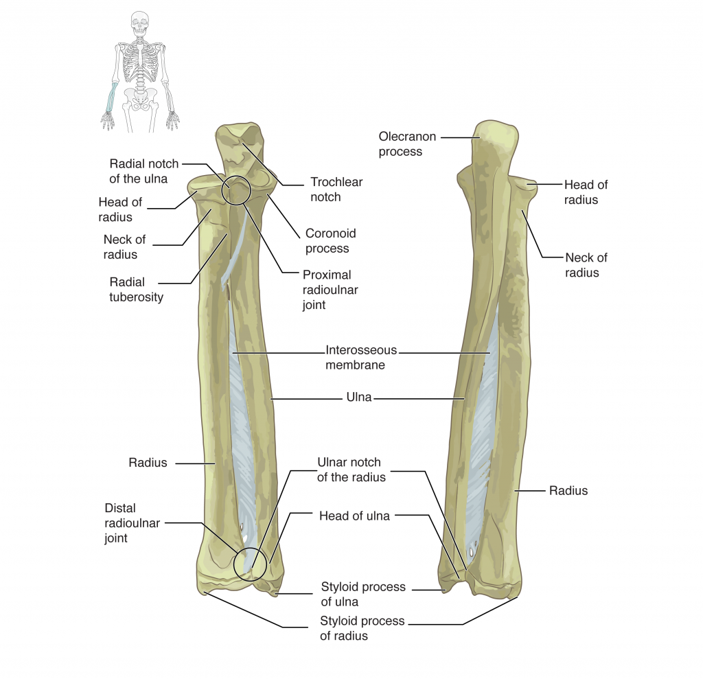 Ulna and Radius