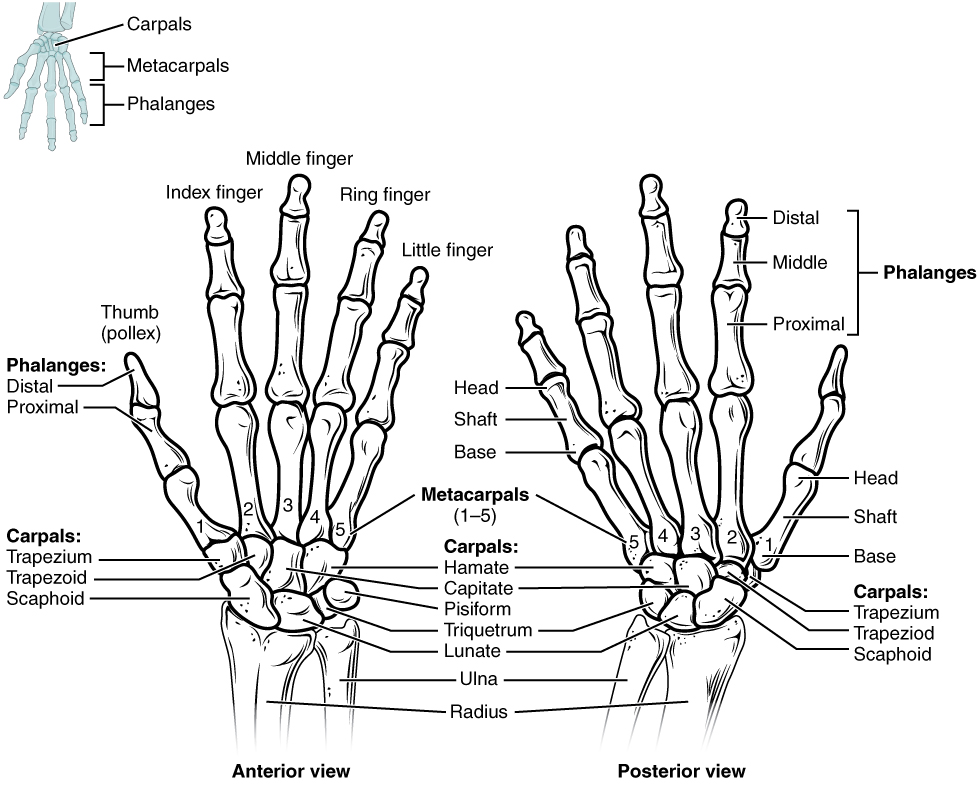 Bones of the Wrist and Hand