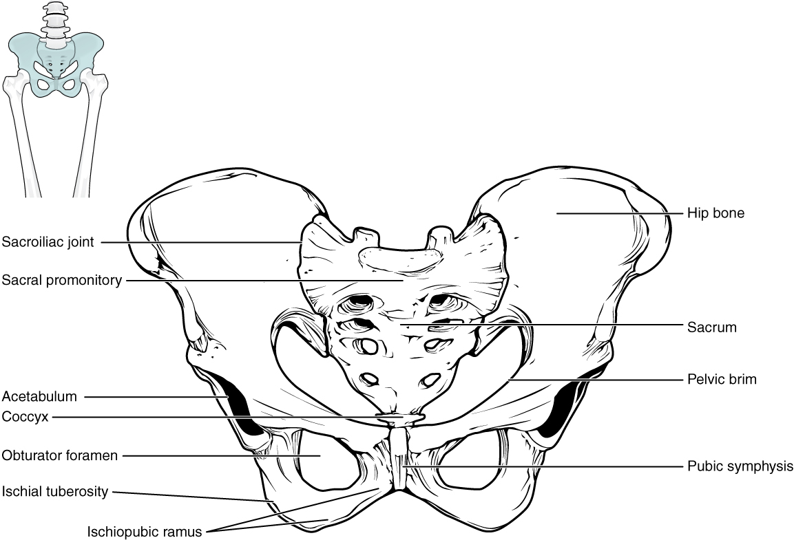 Pelvis