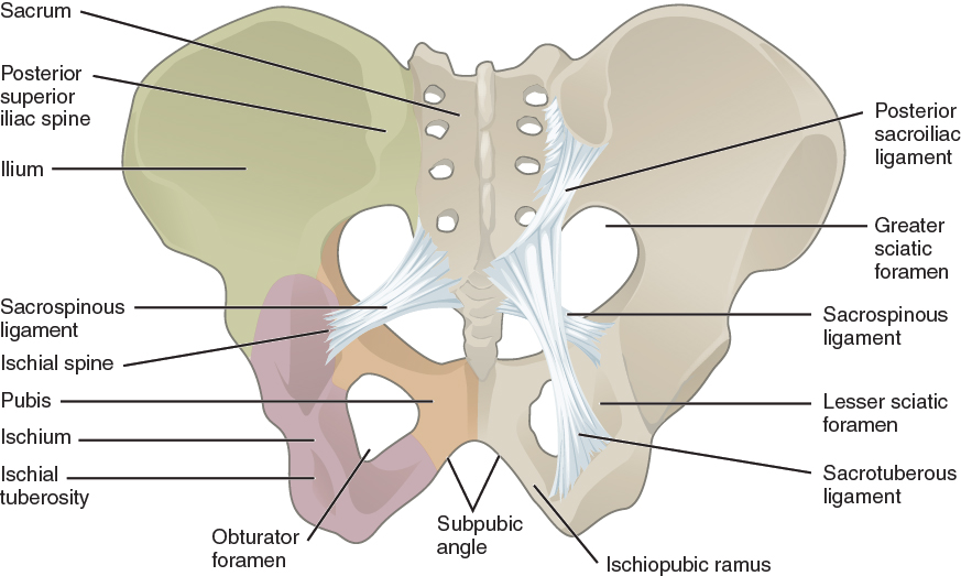 Ligaments of the Pelvis