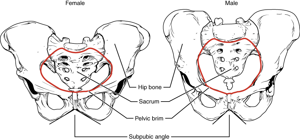 Male and Female Pelvis