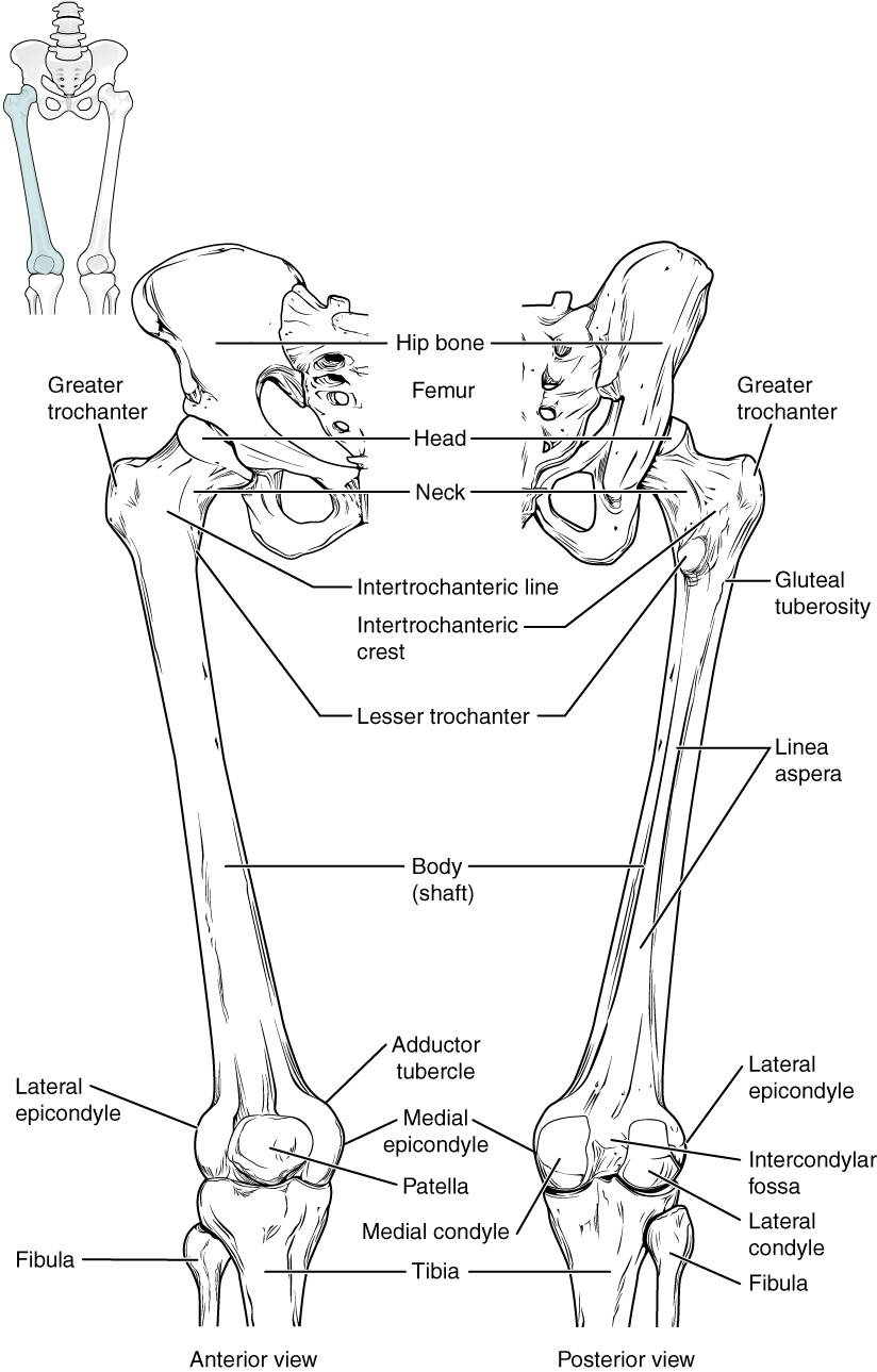 Femur and Patella