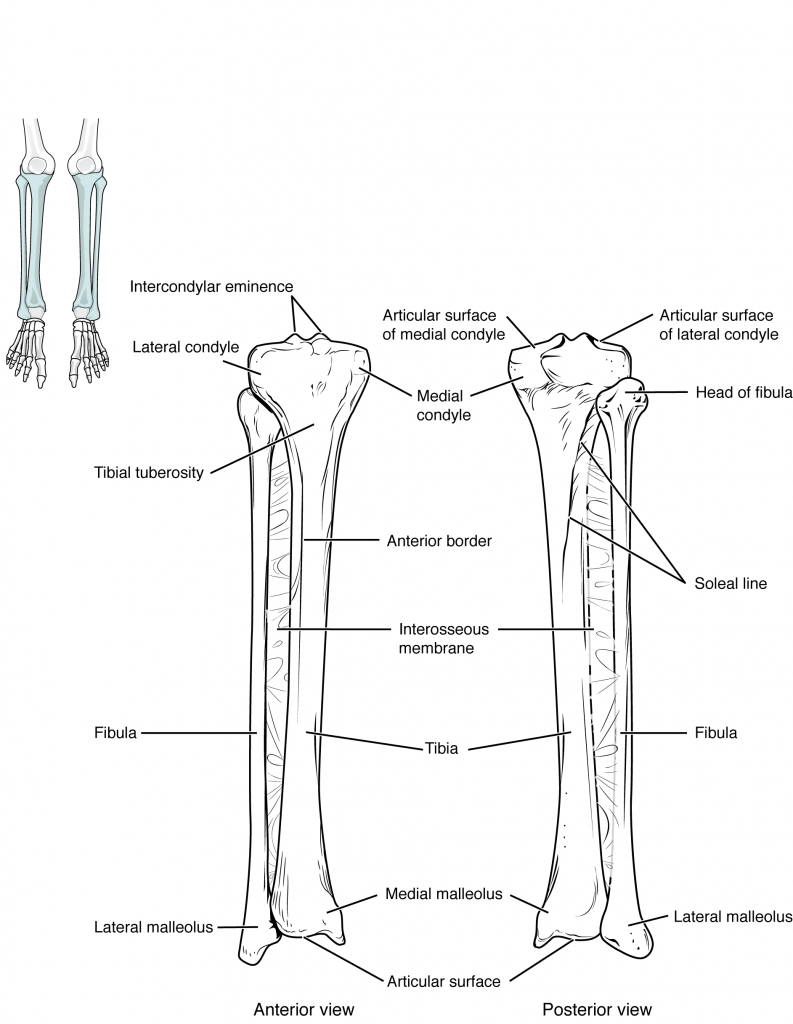 Tibia and Fibula