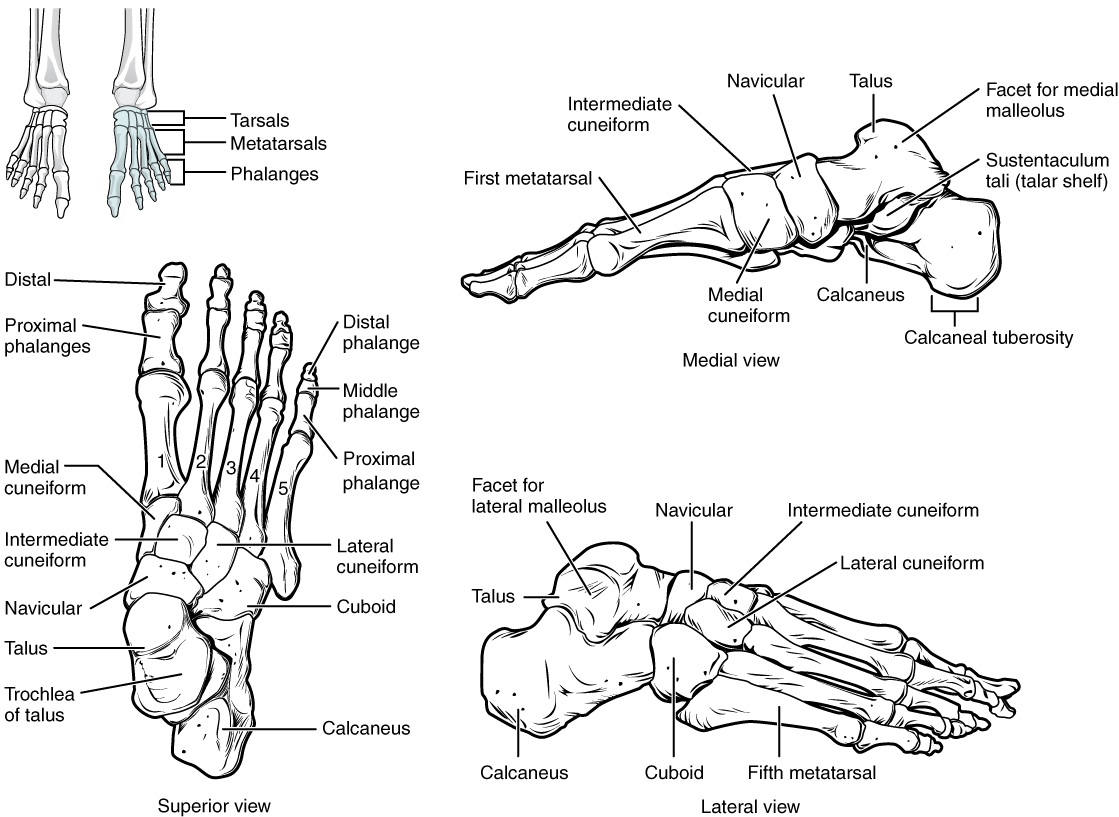 Bones of the Foot