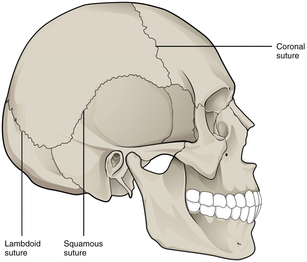 Suture Joints of Skull