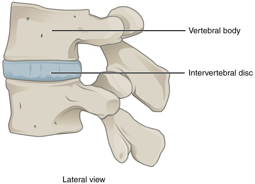 Intervertebral Disc