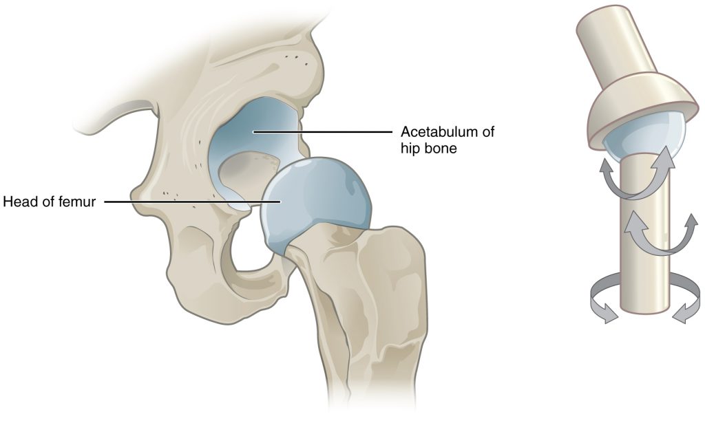 Multiaxial Joint
