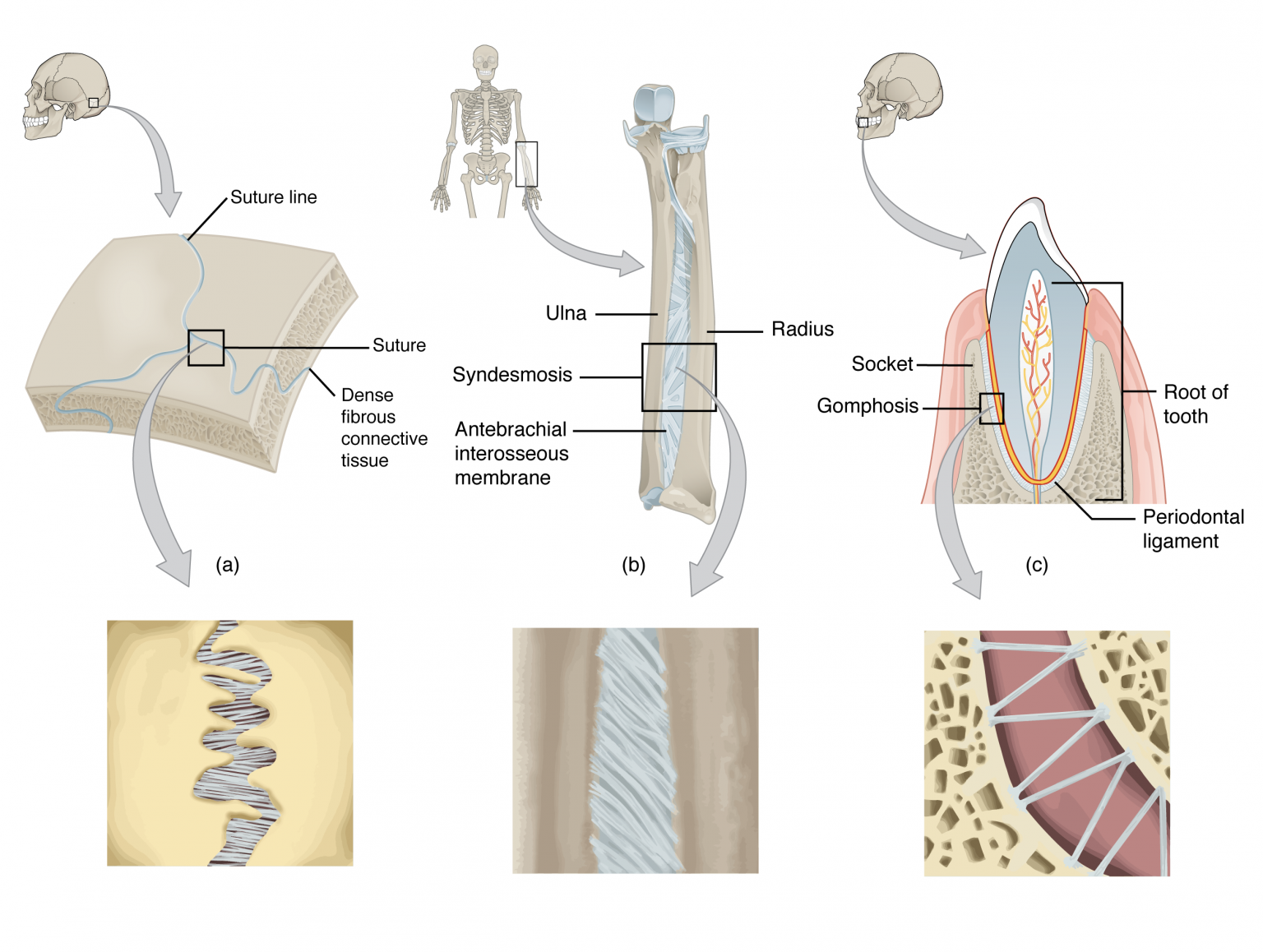 Fibrous Joints