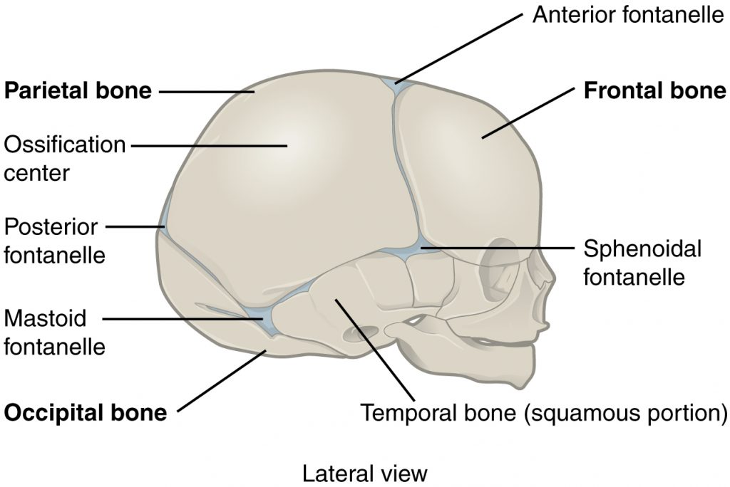 The Newborn Skull