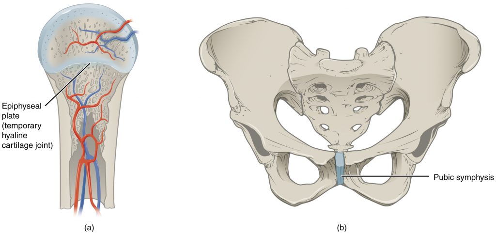 Cartiliginous Joints