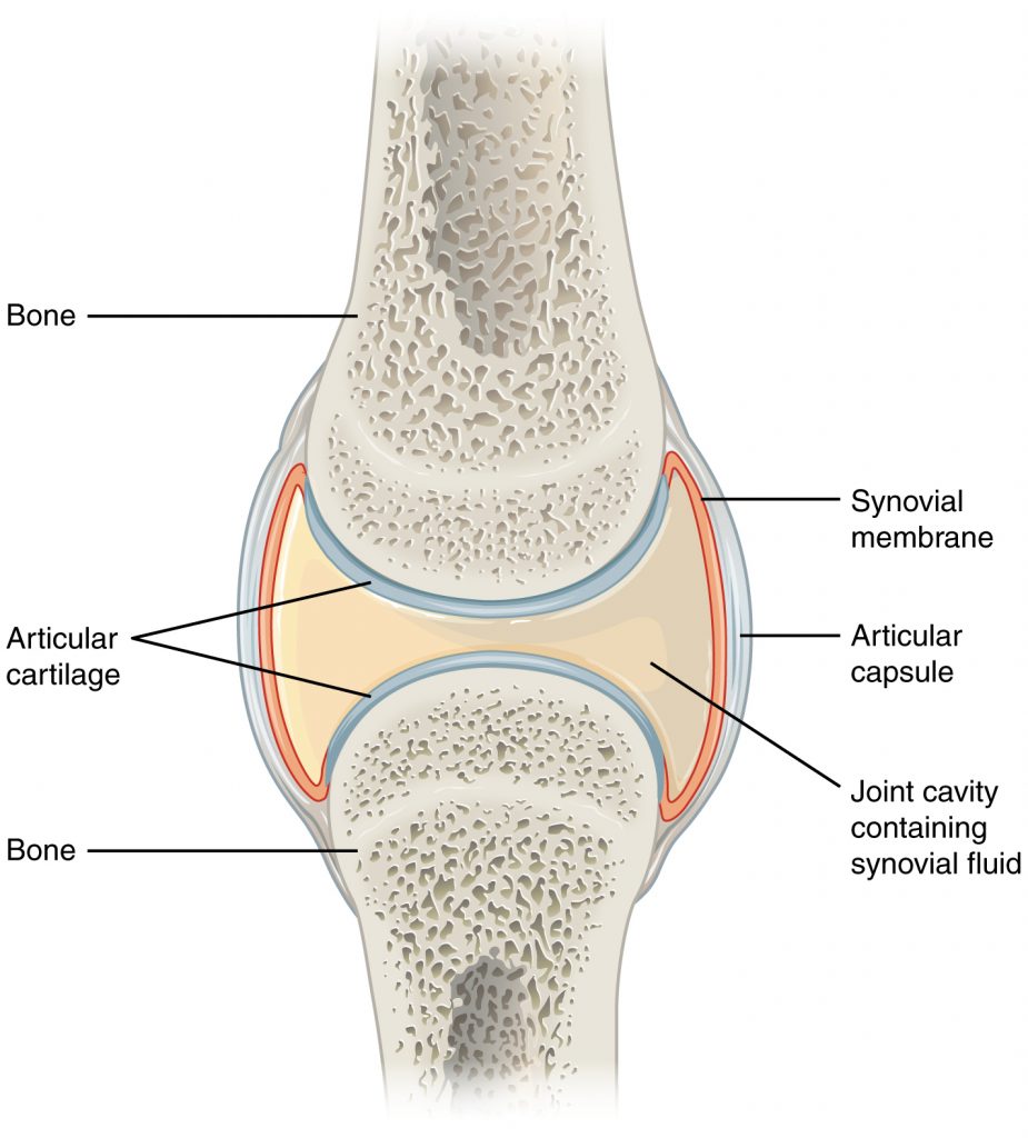 Synovial Joints