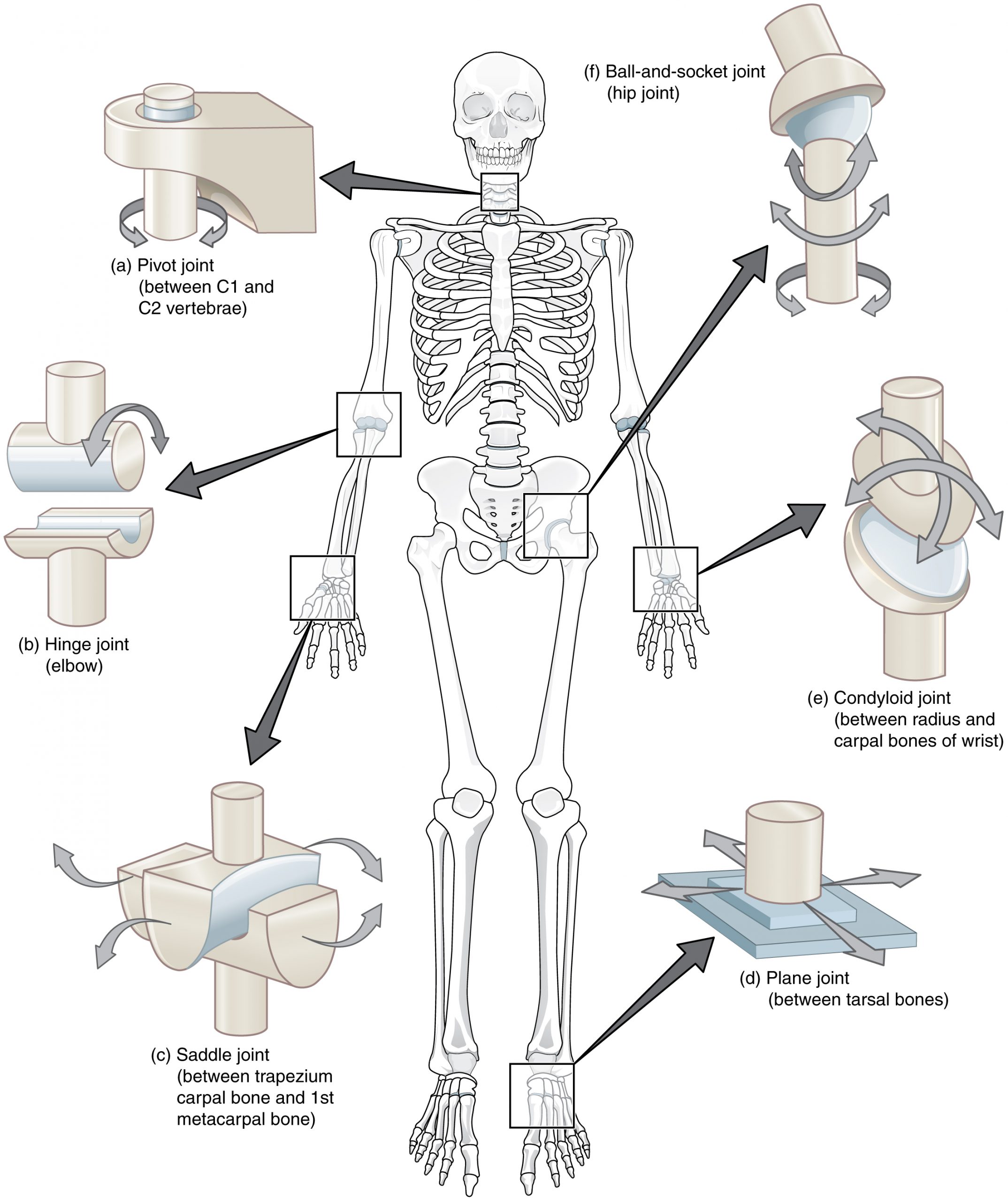 Types of Synovial Joints