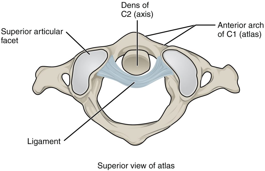 Atlantoaxial Joint
