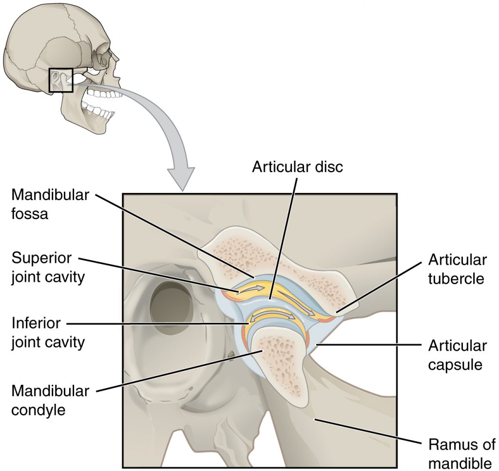 Temporomandibular Joint