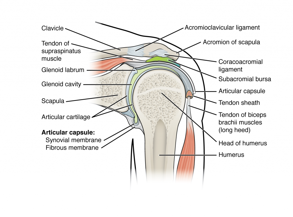 Glenohumeral Joint