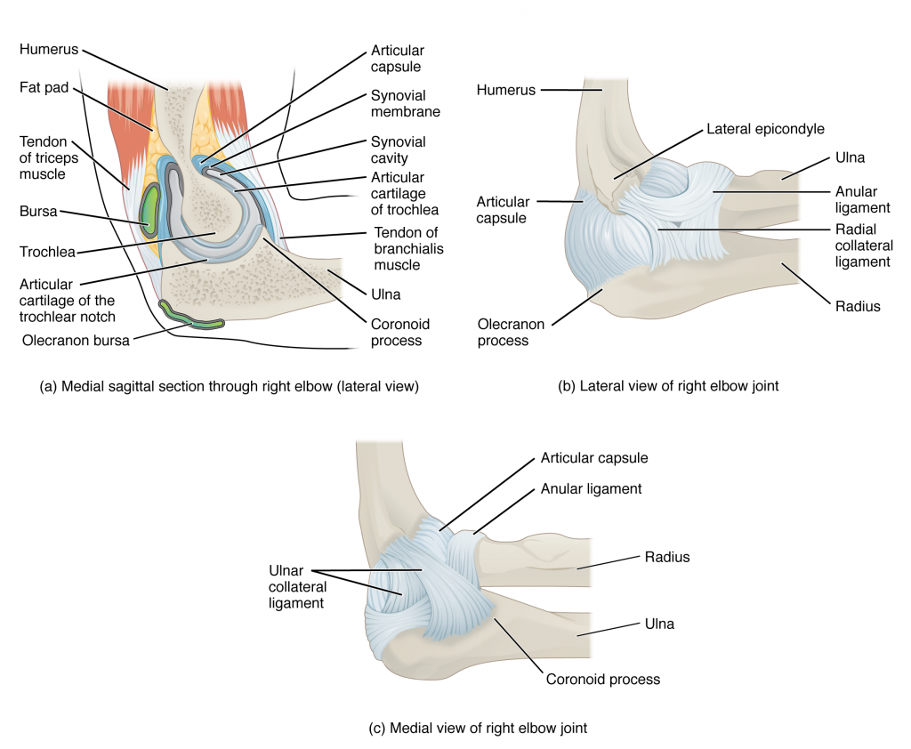 Elbow Joint