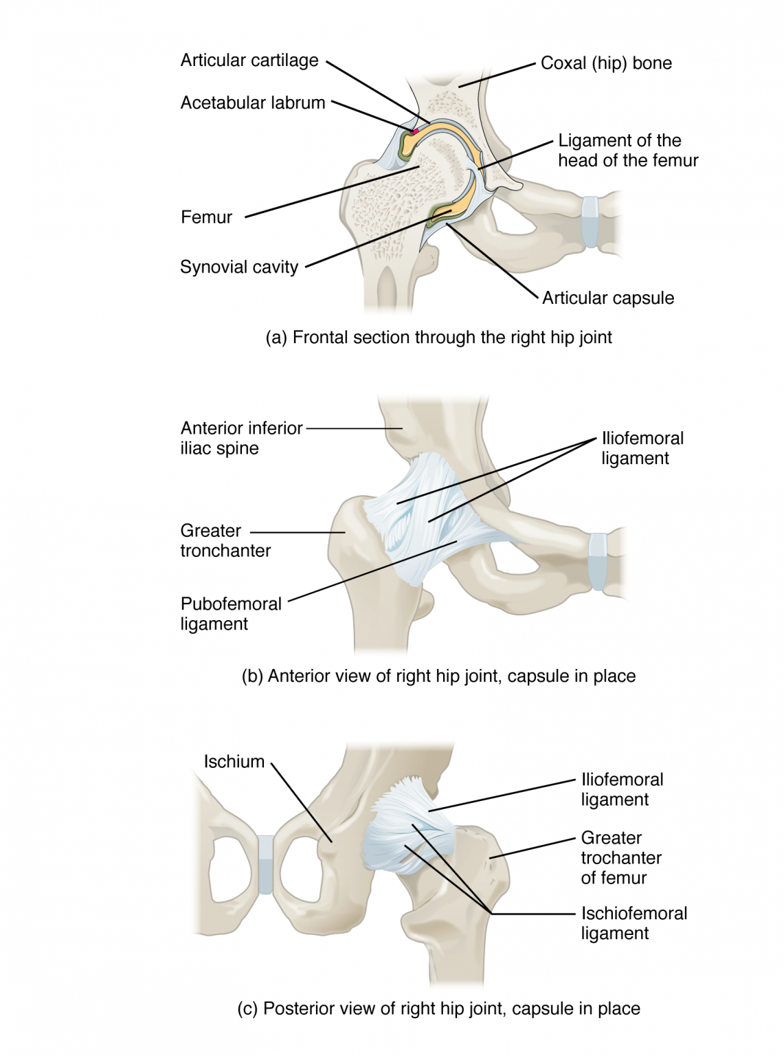 Hip Joint