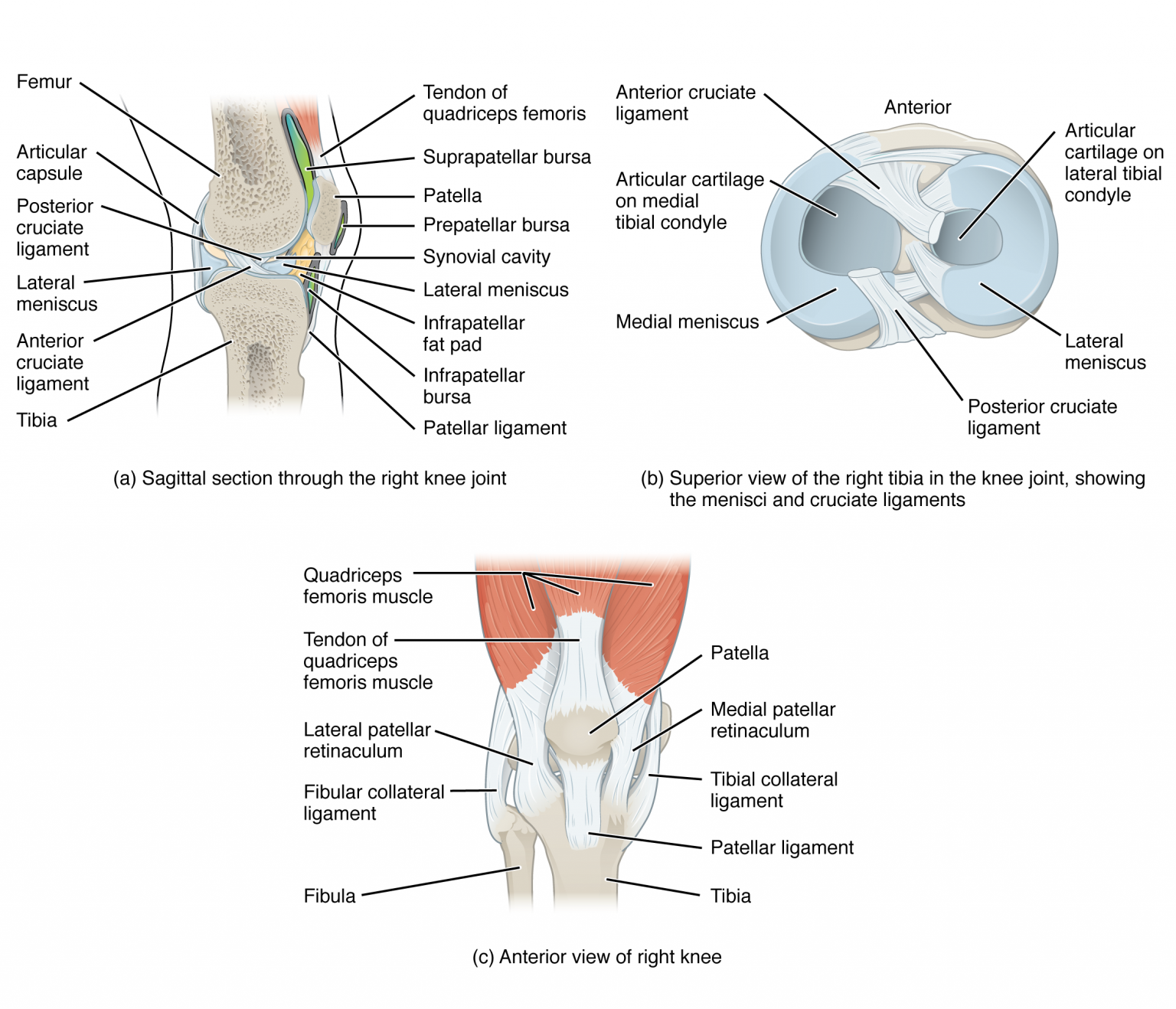 Knee Joint